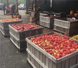 Randall Orchards